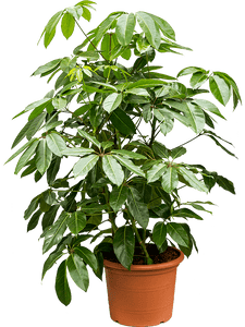 Schefflera Actinophylla Umbrella Tree 4 Inch