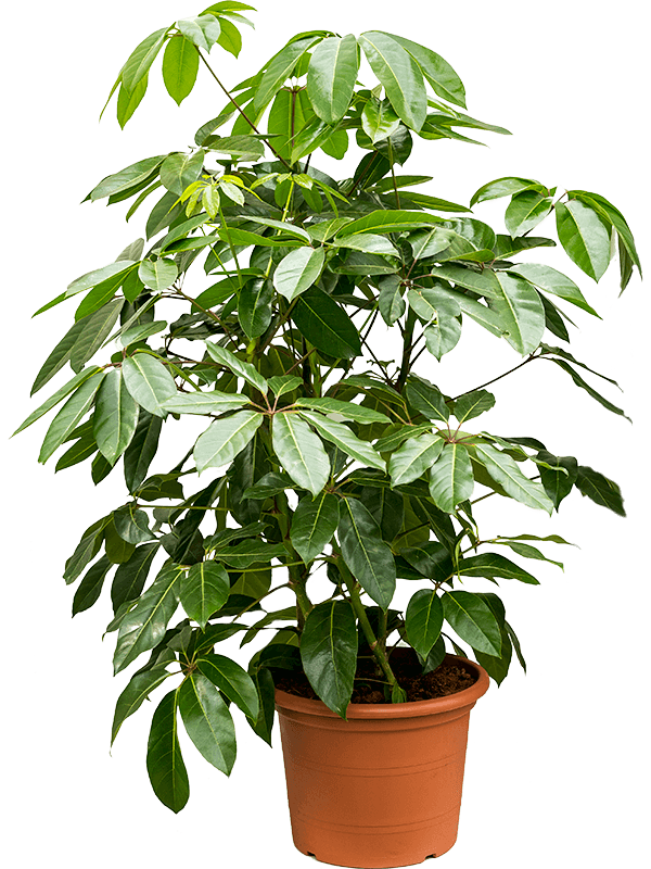 Schefflera Actinophylla Umbrella Tree 4 Inch