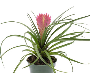 Tillandsia Cyanea Pink Quill Plant 4 Inch
