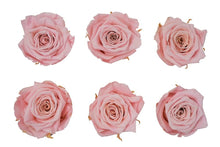 Load image into Gallery viewer, Blush Pink Roses