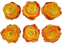 Load image into Gallery viewer, Bicolor Eternal Roses