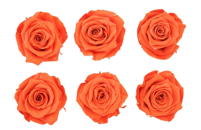 Orange Eternal Roses