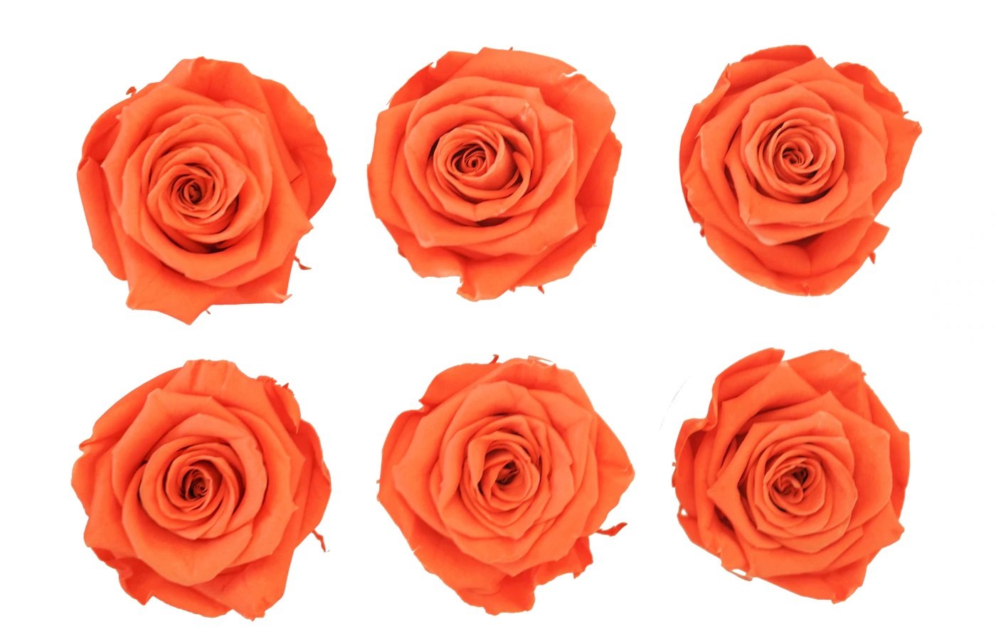 Orange Eternal Roses