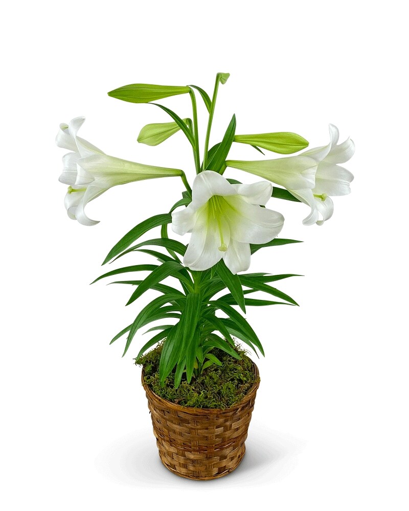 Easter Lily