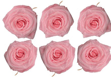 Load image into Gallery viewer, Light Pink Eternal Roses