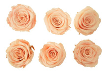 Load image into Gallery viewer, Peach Eternal Roses