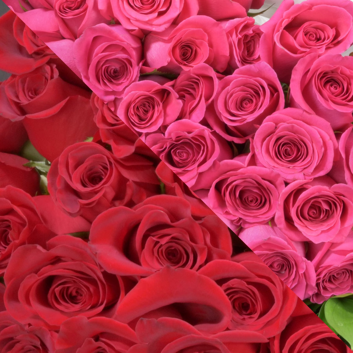 Hot Pick Roses Red & Hot Pink Roses – Exquisite Blooms Ottawa Downtown Florist