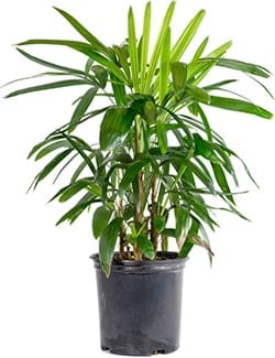 Broadleaf Lady Palm