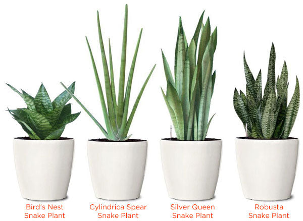 Snake Plant