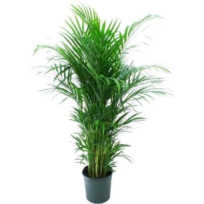 Areca Palm