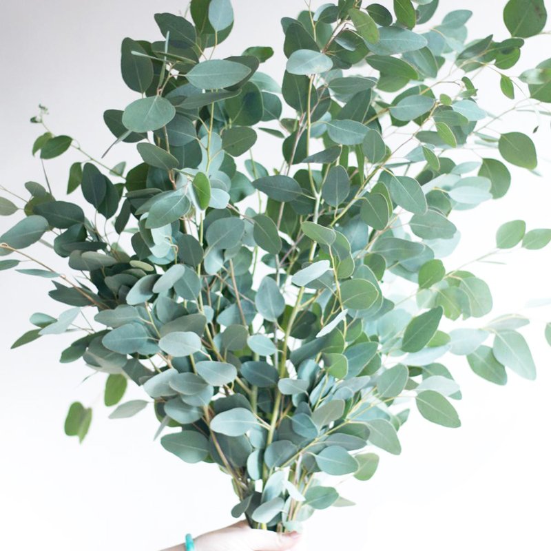 Silver Dollar Eucalyptus Bunch