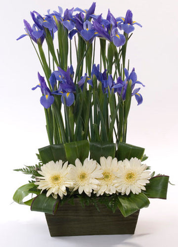 Irises Cosmopolitaine