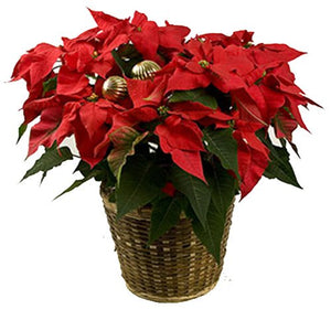 Traditional Poinsettia