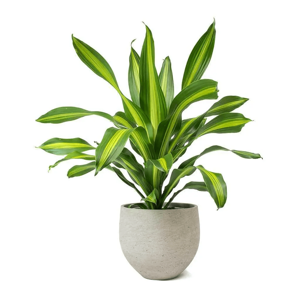 Dracaena Fragrans Corn Plant 10 Inch