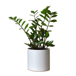 Zamiouculcas Zamiifolia ZZ Plant 8 Inch