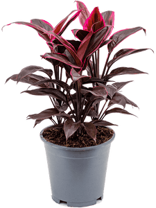 Cordyline Fruticosa Singapore Twist 14 Inch