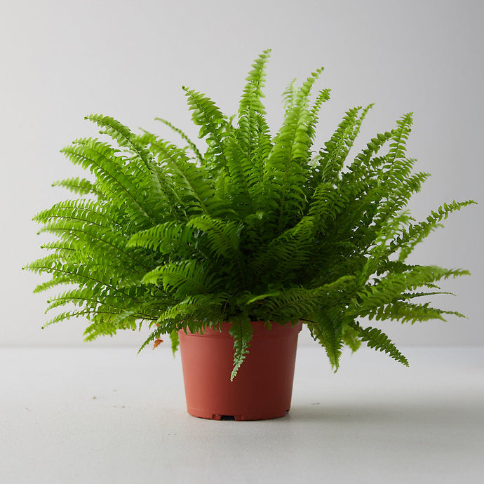 Nephrolepis Exaltata Boston Fern 10 Inch