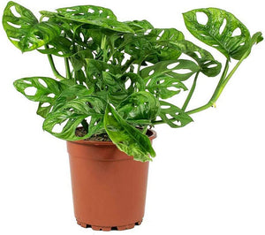 Monstera Adansonii Swiss Cheese Vine 3 Inch