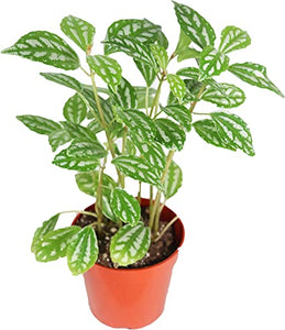 Pilea Cadierei Aluminium Plant 4 Inch