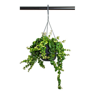 Aeschynanthus Rasta Twisted Lipstick Plant 4 Inch