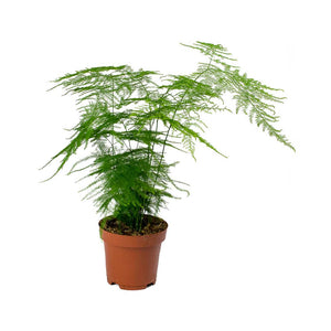 Asparagus Setaceus Asparagus Fern 6 Inch