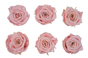Blush Pink Eternal Roses