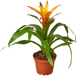 Guzmania Lingulata Scarlet Star 6 Inch