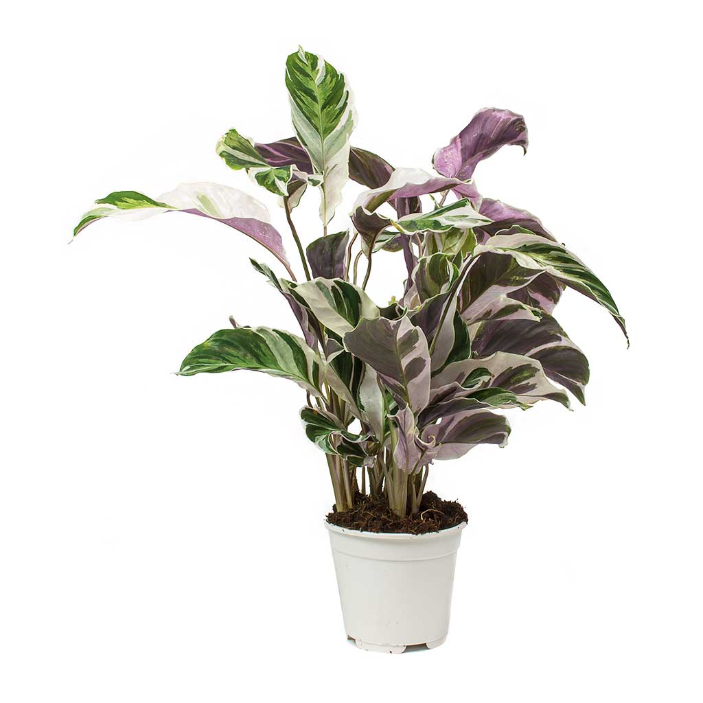 Calathea White Fusion 4 Inch  Exquisite Blooms Ottawa Downtown Florist