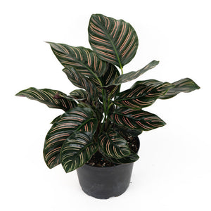 Calathea Ornata Pinstripe Plant 4 Inch