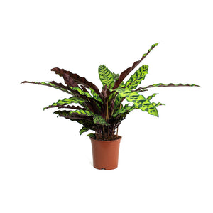Calathea Lancifolia Rattlesnake Plant 4 Inch