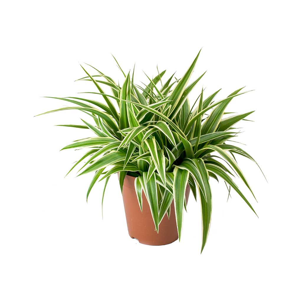 Chlorophytum Comosum Spider Plant 6 Inch