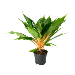 Chlorophytum Mandarin Mandarin Plant 6 Inch