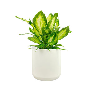 Diffenbachia Maculata Camille Dumb Cane 8 Inch