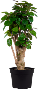 Aralia Fabian Dinner Plate Aralia 8 Inch