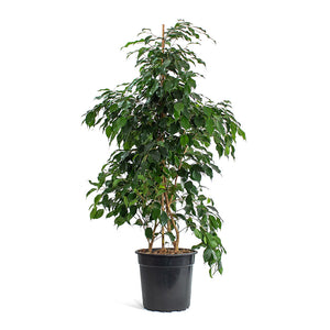 Ficus Benjamina 8 Inch