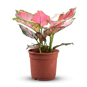Agleonemia Pink Pearl Chinese Evergreen 4 Inch