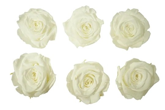 White Eternal Roses