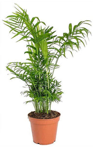 Chamaedorea Elegans Nanthe Bella Palm or Parlour Palm 3 Inch