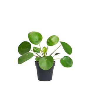 Pilea Peporomides Chinese Money Plant / Friendship Plant 4 Inch