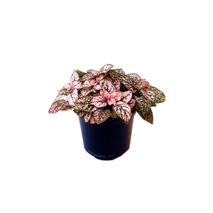 Hypoestes Phyllostachya Polka Dot Plant 4 Inch