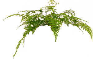 Davallia Fejeensis Rabbits Foot Fern 6 Inch