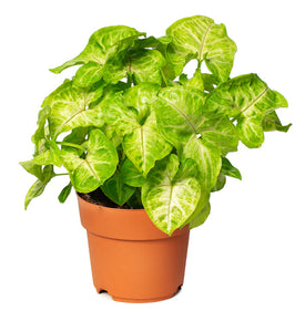 Syngonium Podophyllum Arrowhead Vine 4 Inch