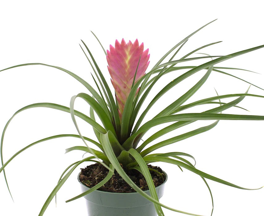 Tillandsia Cyanea Pink Quill Plant 4 Inch