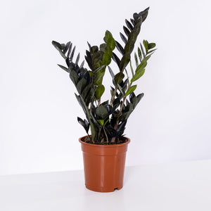 Zamiouculcas Zamiifolia Nova ZZ Nova Plant 6 Inch