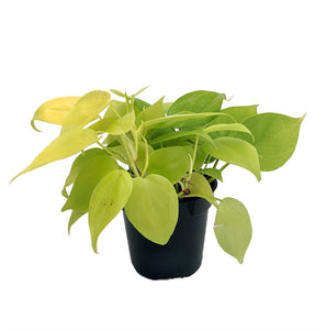 Philodrendron Cordatum Lemon Neon Pothos 4 Inch