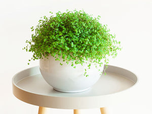 Soleirolia Soleirolii Baby Tears 4 Inch