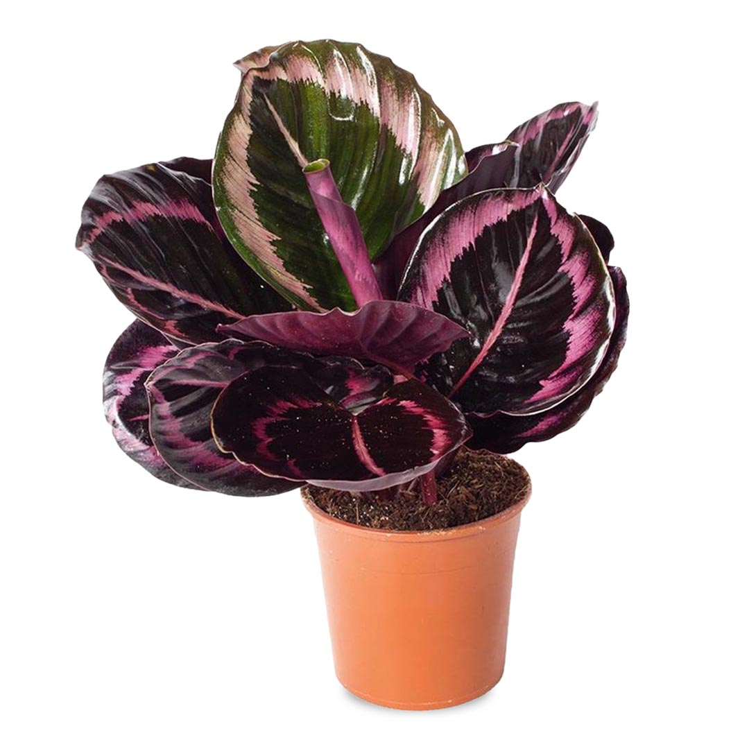 Calathea Dottie 4 Inch  Exquisite Blooms Ottawa Downtown Florist