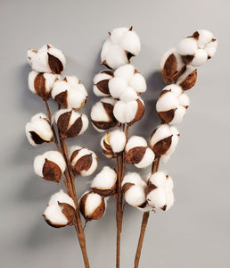 Cotton Bouquet- 3 blooms