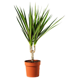 Dracaena Marginata Dragon Tree 6 Inch