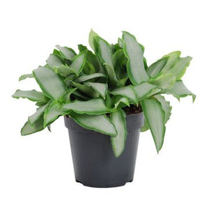 Murdannia Loriformis Bright Star 4 Inch